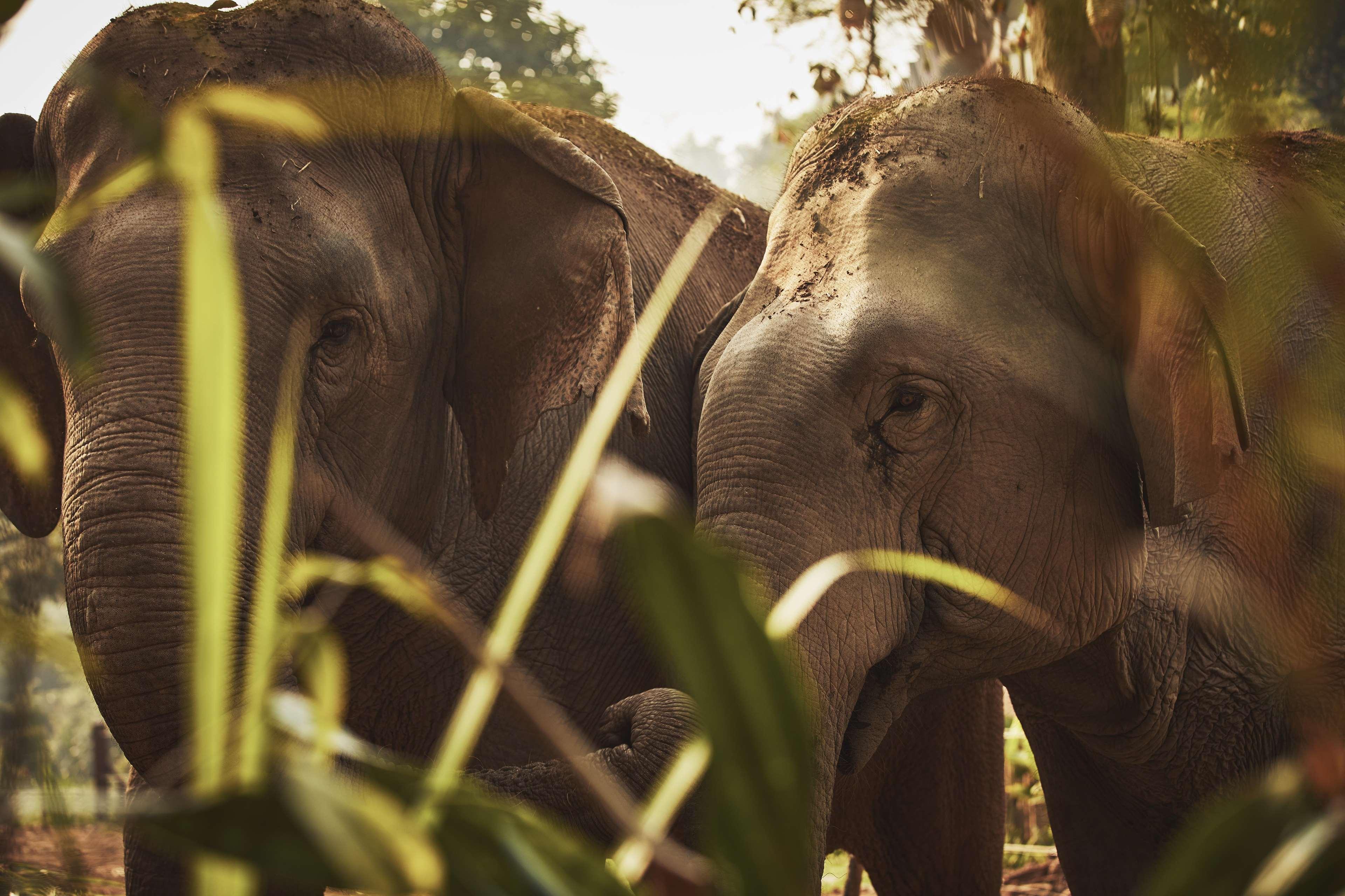 Anantara Golden Triangle Elephant Camp & Resort Chiang Rai Exterior foto