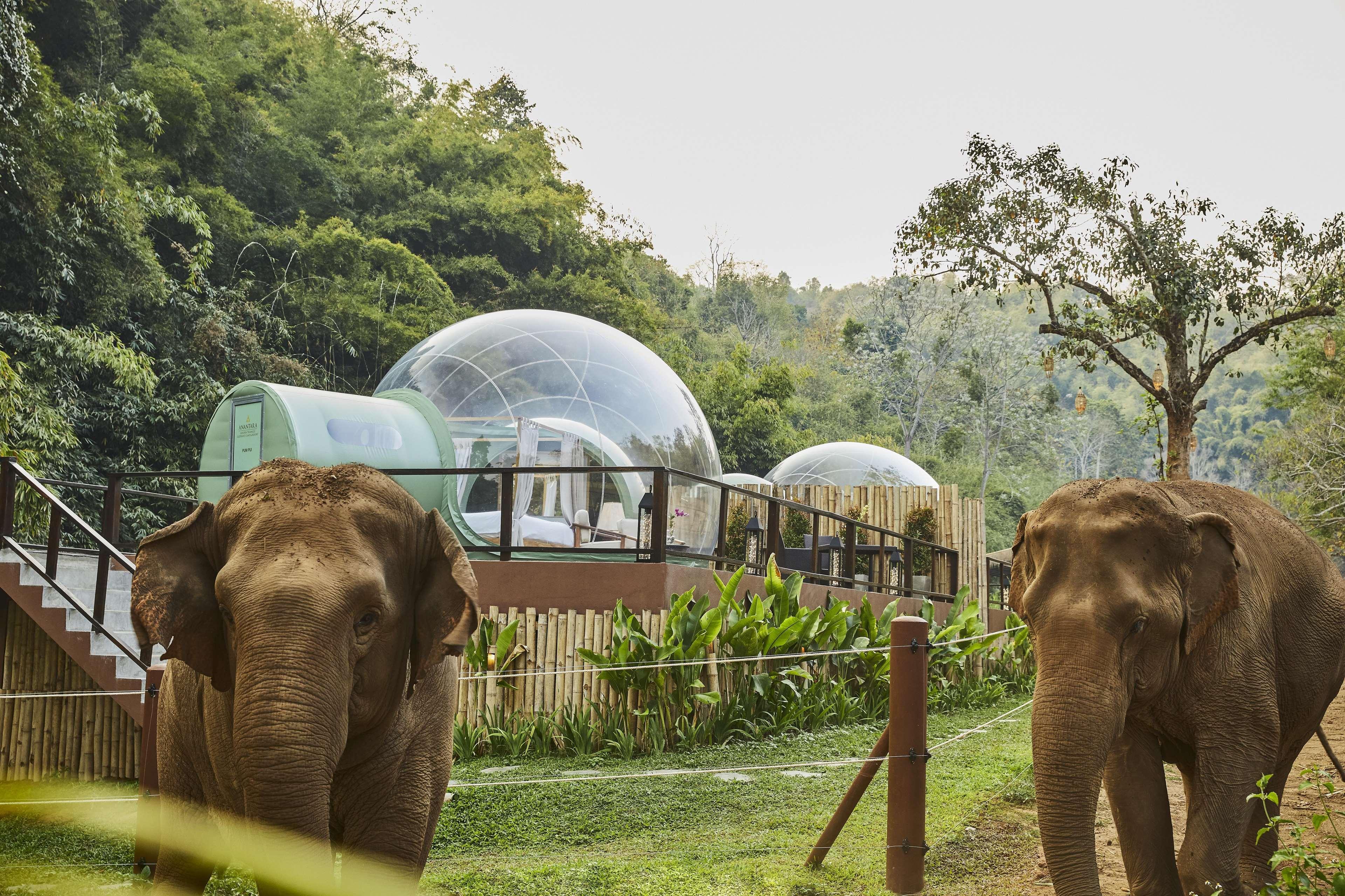 Anantara Golden Triangle Elephant Camp & Resort Chiang Rai Exterior foto